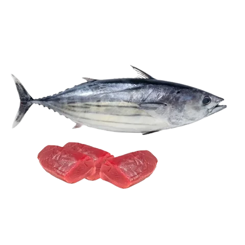 Fresh Sea Fish Tuna (1.636kg)